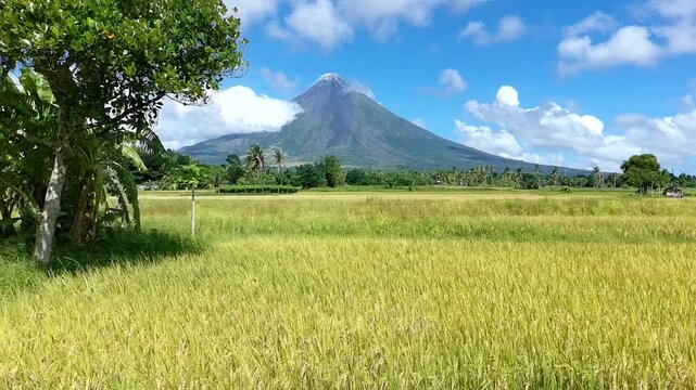 Mayon Volcano a beautiful view of lush and golden yellow rice fields beneath a clear blue sky in legazpi city albay philippines