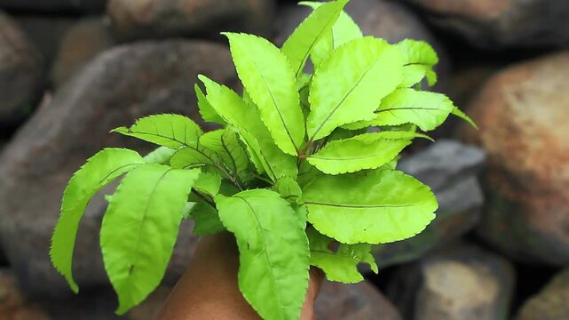 Intense close-up of vibrant, bright green Polyscias filicifolia (Fern-leaf Aralia) leaves held by a hand, emphasizing texture and color. Soft-focus rock background (bokeh).
