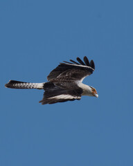 Fototapeta premium Chimachimá o caracara chimachima​ (Daptrius chimachima)