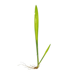 Close-up of a small, green plant with a few thin, white roots