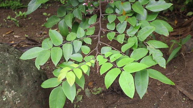 Close-up of a branch of fresh, vibrant green starfruit (Belimbing) leaves moving softly in the breeze, with soil and a stone in the blurred background. Tropical botany concept.