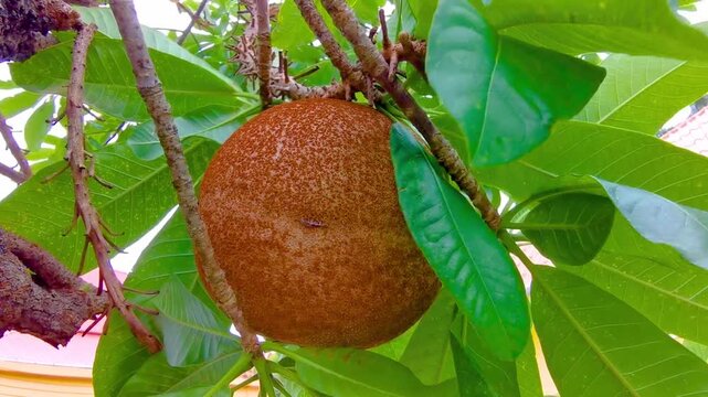 Cannonball tree Shorea Robusta flower tree with flowers brown fruit.