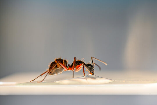 Hormiga carpintera (Camponotus mus)