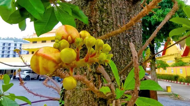 Cannonball tree Shorea Robusta flower tree with flowers brown fruit.