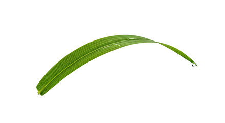 Close-up of a single, curved green leaf with a black background