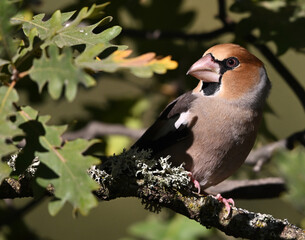 A hawfinch with a very large beak in the field