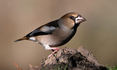 A hawfinch with a very large beak in the field