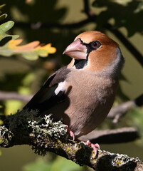A hawfinch with a very large beak in the field
