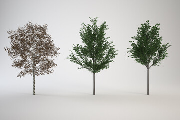 Fototapeta premium Three different trees with different colors in the leaves.