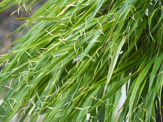 山野草　風知草の花