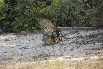 Sri Lankan Leopards in Wilpattu National Park, Sri Lanka  © Sumudu