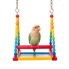 Colorful parrot sits on vibrant swing with transparent background, showcasing its playful nature and bright feathers