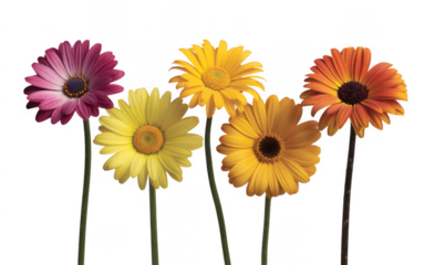 Colorful daisies on black isolated on a transparent background flowers yellow