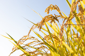 収穫期の午後のつや姫の水田