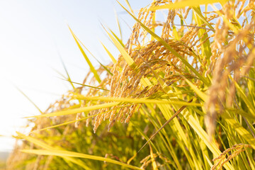 収穫期の午後のつや姫の水田