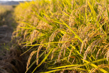 収穫期の午後のつや姫の水田