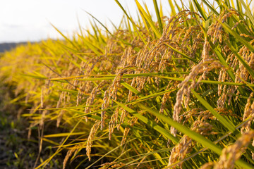 収穫期の午後のつや姫の水田
