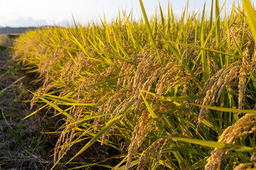 収穫期の午後のつや姫の水田