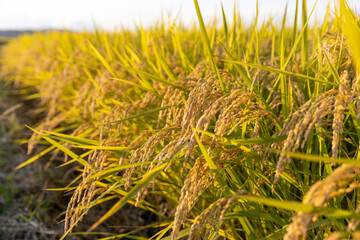 収穫期の午後のつや姫の水田