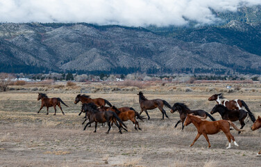 A herd of chestnut wild mustang  horses galloping near the Washoe Lake plain area on a cloudy winter morning with Carson mountains in the background