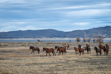 A herd of chestnut wild horses galloping away from Washoe Lake  on a cold winter morning with Nevada mountains in the background.