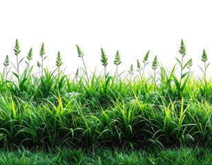 Lush green grasses and wheat-like stems against a black background