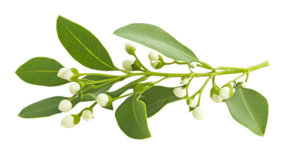 A sprig of green leaves with white flowers on a white background.