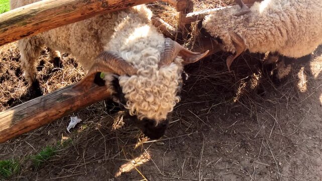 Valais Blacknose sheep eating hay through a wooden feeder on a sunny farm. Close-up of its distinct wool and horns while chewing dry forage in a rustic outdoor enclosure.