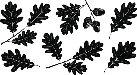 Detailed Oak Leaves and Acorns Vector Silhouette Set, Natural Autumn Tree Foliage Graphic, Forest Plant Elements for Design © MdAnowarHossain