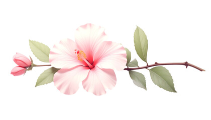 Obraz premium Delicate illustration of a pink hibiscus flower with buds, leaves, and a brown stem