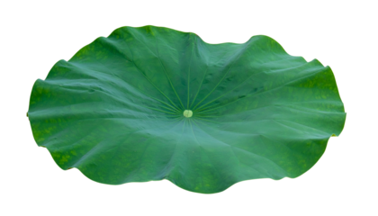 Isolated, large, green lily pad with a textured surface on a plain black background