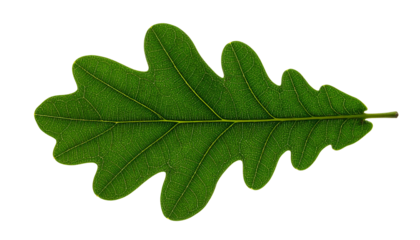 Close-up of a single, vibrant green oak leaf against a black backdrop, showing intricate details