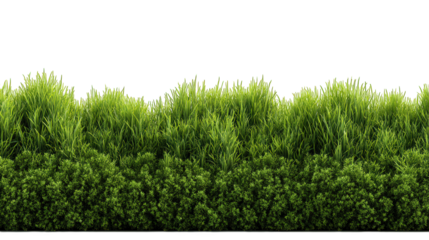Lawn Grass Hedge Strip Side View on White Background