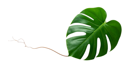 Lush green Monstera leaf with vine against a stark black background