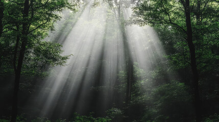 Fototapeta premium Sunlight beams forest mist creating serene atmosphere