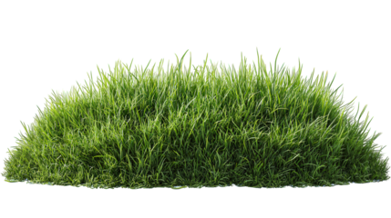 Lawn Grass Clump Side View on White Background