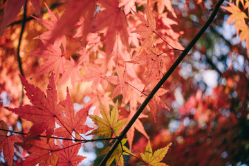 秋・冬の日本の季節の風景　紅葉した森の木々　川・湖の水面の太陽の光の反射でキラキラ美しい輝くカエデの木の葉　観光・旅行・自然・アウトドアの背景