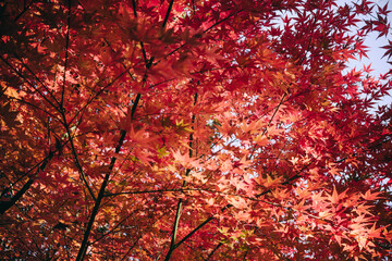 秋・冬の日本の季節の風景　紅葉した森の木々　川・湖の水面の太陽の光の反射でキラキラ美しい輝くカエデの木の葉　観光・旅行・自然・アウトドアの背景