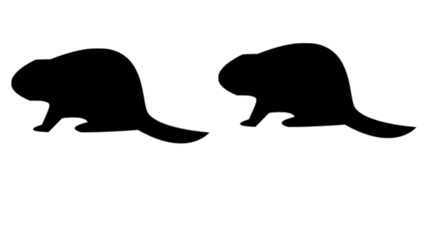 A minimalist design featuring a black beaver silhouette set against a vertically divided black and white background