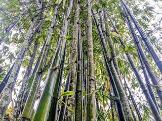 Low-angle shot of a dense green bamboo forest with tall stalks reaching toward the sky, featuring natural textures and lush tropical foliage