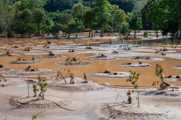 Durians farm fields in Chiang Rai province have been covered with flood waters and mud after...