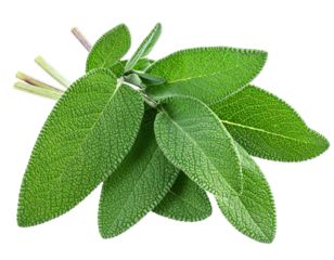 Fresh sage sprig closeup studio shot white background