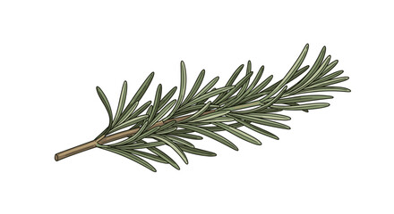 A fresh green sprig of the aromatic herb rosemary, shown in a detailed and realistic color illustration for culinary or botanical use.