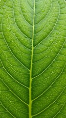 Obraz premium Detailed macro photograph of a bright green leaf with prominent veins and small water droplets scattered across its surface