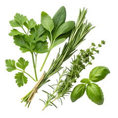 Fresh Herbs Assortment on transparent background