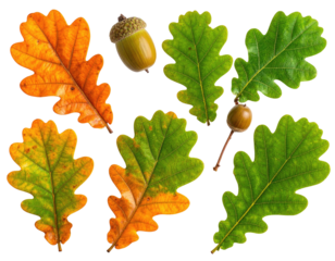 Autumn oak leaves and acorns against a black background