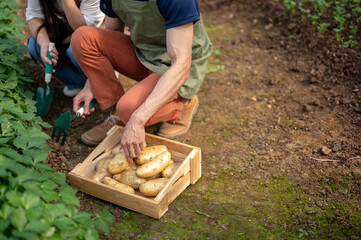 Close up of farmer man teaching woman digging potato from soil aside wooden crate in greenhouse farm