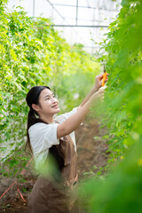 Young asian woman holding scissors cutting trimming vegetable plants on trellis in greenhouse farm.