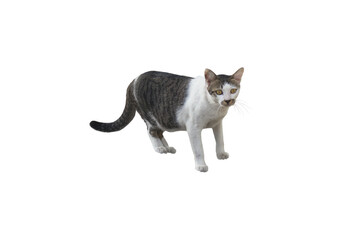 A close-up photograph of a two-colored cat standing and staring, separated into a transparent PNG file.