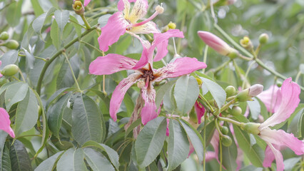 close view of a silk floss flower in la boca district of buenos aires